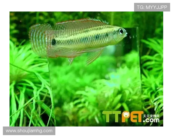 皇冠棋盘在现代收藏市场中的价值分析，如何鉴别与保养皇冠棋盘的实用指南